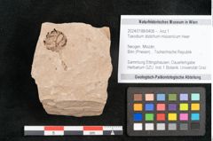 Foto (Objekt + Etikett) von Taxodium distichum miocenicum Heer (NHMW-GEO-2024-0188-6406)
